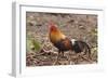 Red Jungle Fowl Male-null-Framed Photographic Print