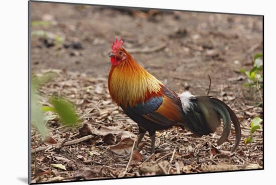 Red Jungle Fowl Male-null-Mounted Photographic Print