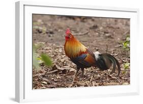 Red Jungle Fowl Male-null-Framed Photographic Print