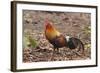 Red Jungle Fowl Male-null-Framed Photographic Print