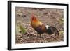 Red Jungle Fowl Male-null-Framed Photographic Print