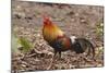 Red Jungle Fowl Male-null-Mounted Photographic Print