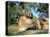 Red Kangaroo, Macropus Rufus, Cleland Wildlife Park, South Australia, Australia-Ann & Steve Toon-Stretched Canvas