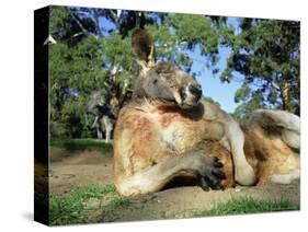 Red Kangaroo, Macropus Rufus, Cleland Wildlife Park, South Australia, Australia-Ann & Steve Toon-Stretched Canvas