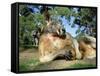 Red Kangaroo, Macropus Rufus, Cleland Wildlife Park, South Australia, Australia-Ann & Steve Toon-Framed Stretched Canvas