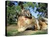 Red Kangaroo, Macropus Rufus, Cleland Wildlife Park, South Australia, Australia-Ann & Steve Toon-Stretched Canvas