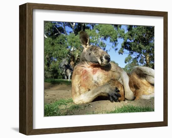 Red Kangaroo, Macropus Rufus, Cleland Wildlife Park, South Australia, Australia-Ann & Steve Toon-Framed Photographic Print