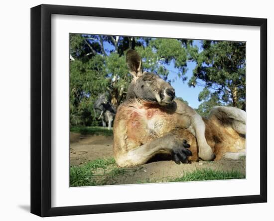 Red Kangaroo, Macropus Rufus, Cleland Wildlife Park, South Australia, Australia-Ann & Steve Toon-Framed Photographic Print