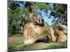 Red Kangaroo, Macropus Rufus, Cleland Wildlife Park, South Australia, Australia-Ann & Steve Toon-Mounted Photographic Print