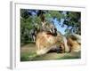 Red Kangaroo, Macropus Rufus, Cleland Wildlife Park, South Australia, Australia-Ann & Steve Toon-Framed Photographic Print