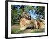 Red Kangaroo, Macropus Rufus, Cleland Wildlife Park, South Australia, Australia-Ann & Steve Toon-Framed Photographic Print