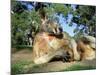 Red Kangaroo, Macropus Rufus, Cleland Wildlife Park, South Australia, Australia-Ann & Steve Toon-Mounted Photographic Print