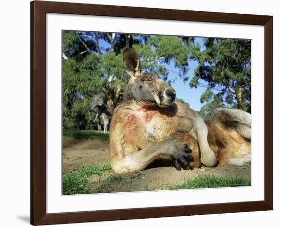 Red Kangaroo, Macropus Rufus, Cleland Wildlife Park, South Australia, Australia-Ann & Steve Toon-Framed Photographic Print