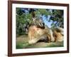 Red Kangaroo, Macropus Rufus, Cleland Wildlife Park, South Australia, Australia-Ann & Steve Toon-Framed Photographic Print