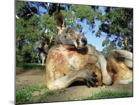 Red Kangaroo, Macropus Rufus, Cleland Wildlife Park, South Australia, Australia-Ann & Steve Toon-Mounted Photographic Print