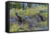 Red Kangaroo (Macropus Rufus) in the Outback, Mernmerna, South Australia, Australia-null-Framed Stretched Canvas
