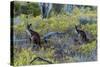 Red Kangaroo (Macropus Rufus) in the Outback, Mernmerna, South Australia, Australia-null-Stretched Canvas