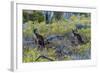 Red Kangaroo (Macropus Rufus) in the Outback, Mernmerna, South Australia, Australia-null-Framed Photographic Print