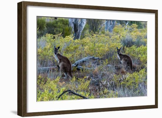 Red Kangaroo (Macropus Rufus) in the Outback, Mernmerna, South Australia, Australia-null-Framed Photographic Print