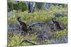 Red Kangaroo (Macropus Rufus) in the Outback, Mernmerna, South Australia, Australia-null-Mounted Photographic Print