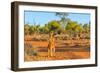 Red kangaroo (Macropus rufus) standing on the red sand of Outback central Australia-Alberto Mazza-Framed Photographic Print