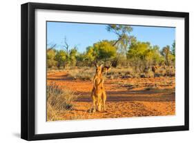 Red kangaroo (Macropus rufus) standing on the red sand of Outback central Australia-Alberto Mazza-Framed Photographic Print