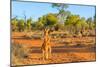 Red kangaroo (Macropus rufus) standing on the red sand of Outback central Australia-Alberto Mazza-Mounted Photographic Print