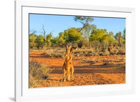 Red kangaroo (Macropus rufus) standing on the red sand of Outback central Australia-Alberto Mazza-Framed Photographic Print