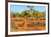 Red kangaroo (Macropus rufus) standing on the red sand of Outback central Australia-Alberto Mazza-Framed Photographic Print