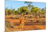 Red kangaroo (Macropus rufus) standing on the red sand of Outback central Australia-Alberto Mazza-Mounted Photographic Print
