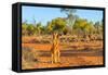 Red kangaroo (Macropus rufus) standing on the red sand of Outback central Australia-Alberto Mazza-Framed Stretched Canvas