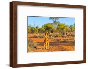 Red kangaroo (Macropus rufus) standing on the red sand of Outback central Australia-Alberto Mazza-Framed Photographic Print