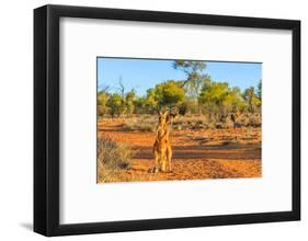 Red kangaroo (Macropus rufus) standing on the red sand of Outback central Australia-Alberto Mazza-Framed Photographic Print