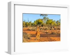 Red kangaroo (Macropus rufus) standing on the red sand of Outback central Australia-Alberto Mazza-Framed Photographic Print