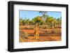 Red kangaroo (Macropus rufus) standing on the red sand of Outback central Australia-Alberto Mazza-Framed Photographic Print