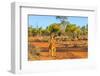 Red kangaroo (Macropus rufus) standing on the red sand of Outback central Australia-Alberto Mazza-Framed Photographic Print