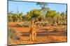 Red kangaroo (Macropus rufus) standing on the red sand of Outback central Australia-Alberto Mazza-Mounted Photographic Print