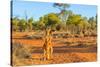 Red kangaroo (Macropus rufus) standing on the red sand of Outback central Australia-Alberto Mazza-Stretched Canvas