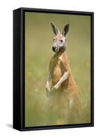 Red Kangaroo-null-Framed Stretched Canvas