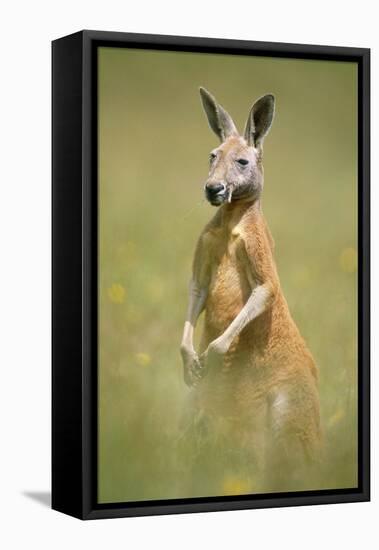 Red Kangaroo-null-Framed Stretched Canvas