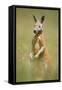 Red Kangaroo-null-Framed Stretched Canvas