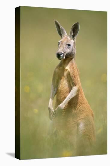 Red Kangaroo-null-Stretched Canvas
