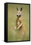 Red Kangaroo-null-Framed Stretched Canvas