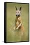 Red Kangaroo-null-Framed Stretched Canvas