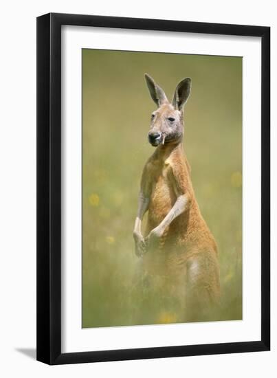 Red Kangaroo-null-Framed Premium Photographic Print