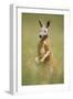 Red Kangaroo-null-Framed Premium Photographic Print
