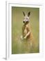 Red Kangaroo-null-Framed Photographic Print