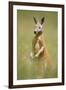 Red Kangaroo-null-Framed Photographic Print