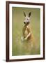 Red Kangaroo-null-Framed Photographic Print