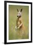 Red Kangaroo-null-Framed Photographic Print